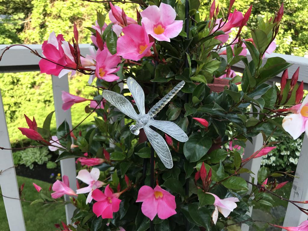 Dragonfly Guest house